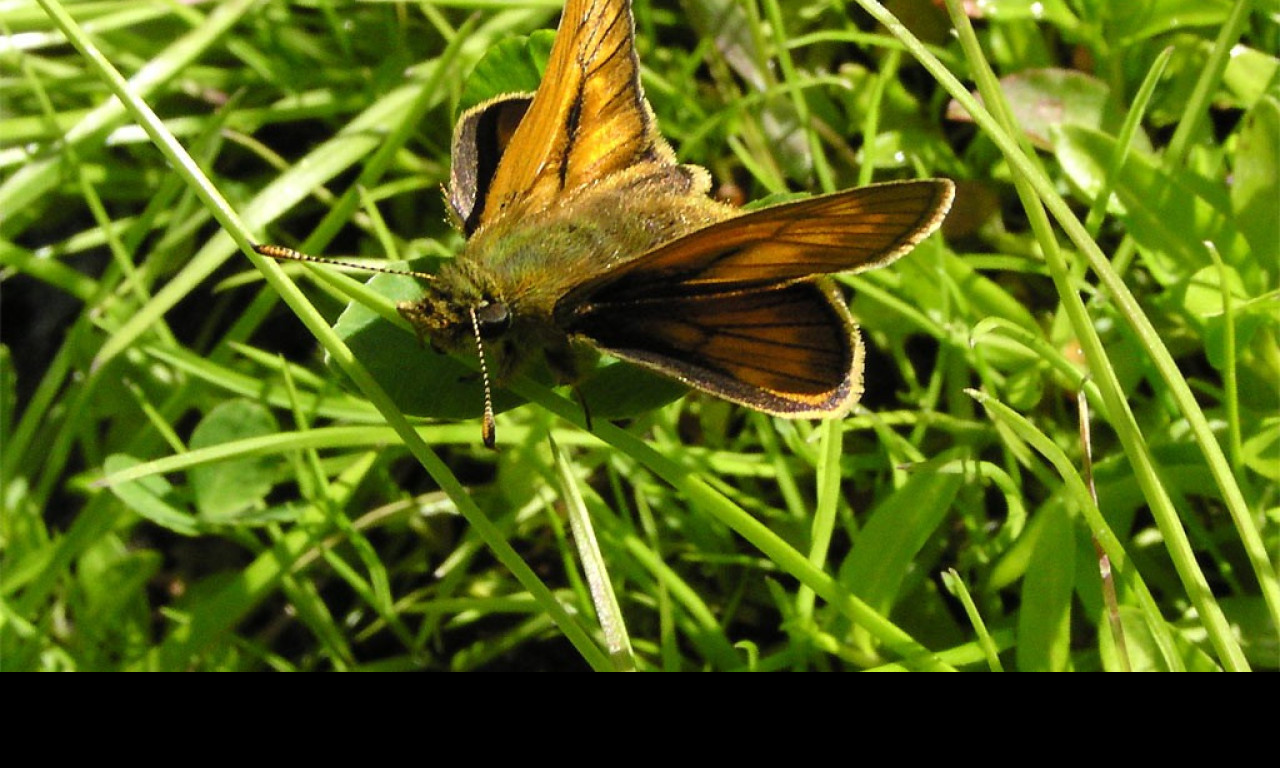 Tapeta ochlodesfaunus