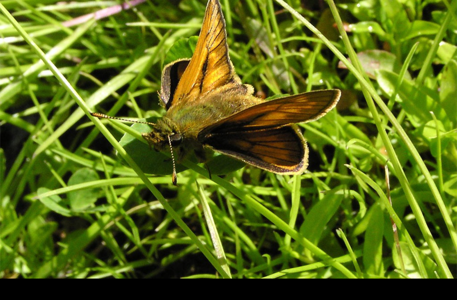 Tapeta ochlodesfaunus