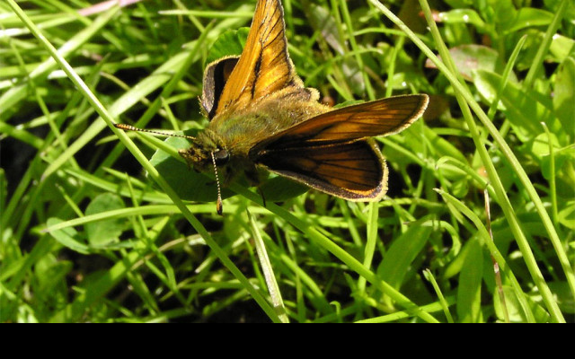 Tapeta ochlodesfaunus