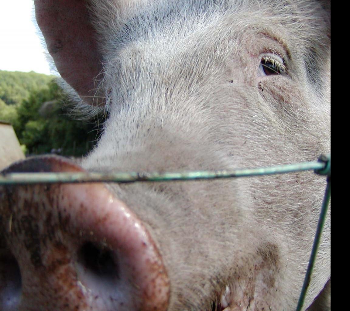 Tapeta oinkoink