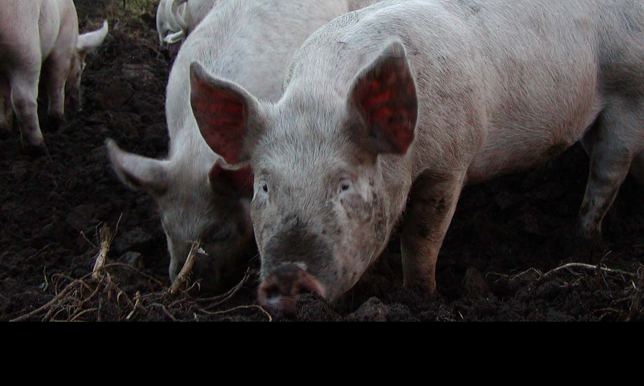 Tapeta oinkoink2