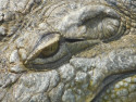 Tapeta Oko krokodýla