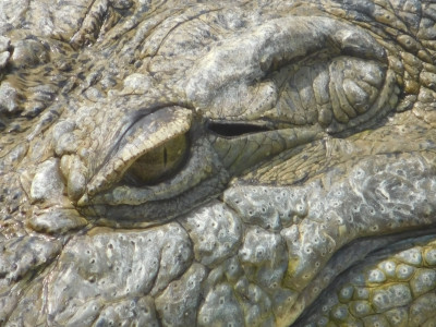 Tapeta: Oko krokodla