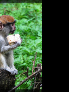 Tapeta opicka___zoo_olomouc