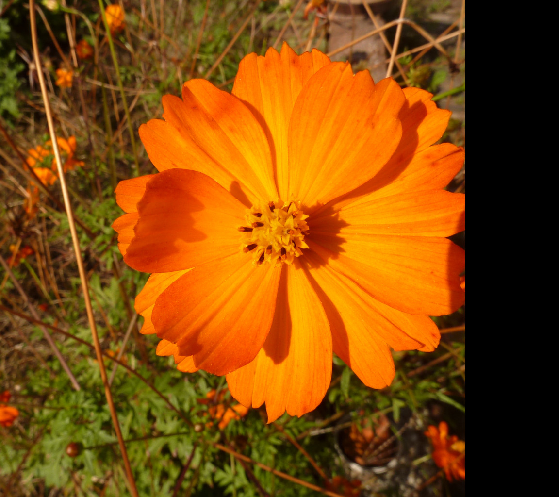Tapeta oranzova_kyticka