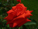 Tapeta oranžová růže