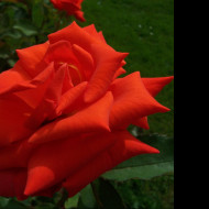 Tapeta oranzova_ruze