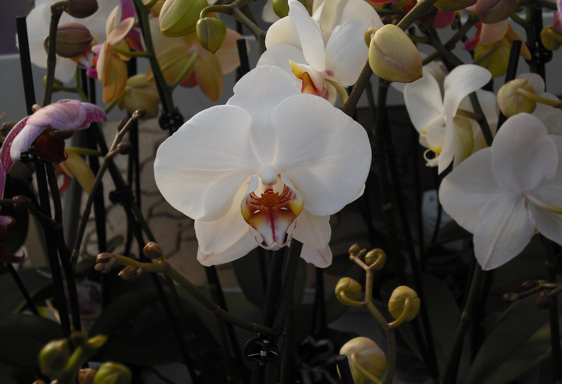 Tapeta orchidea