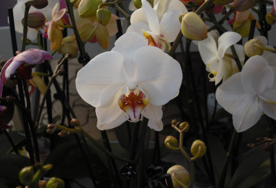 Tapeta: Orchidea