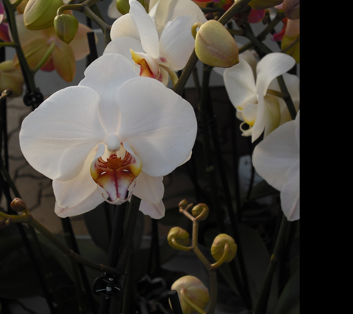 Tapeta orchidea