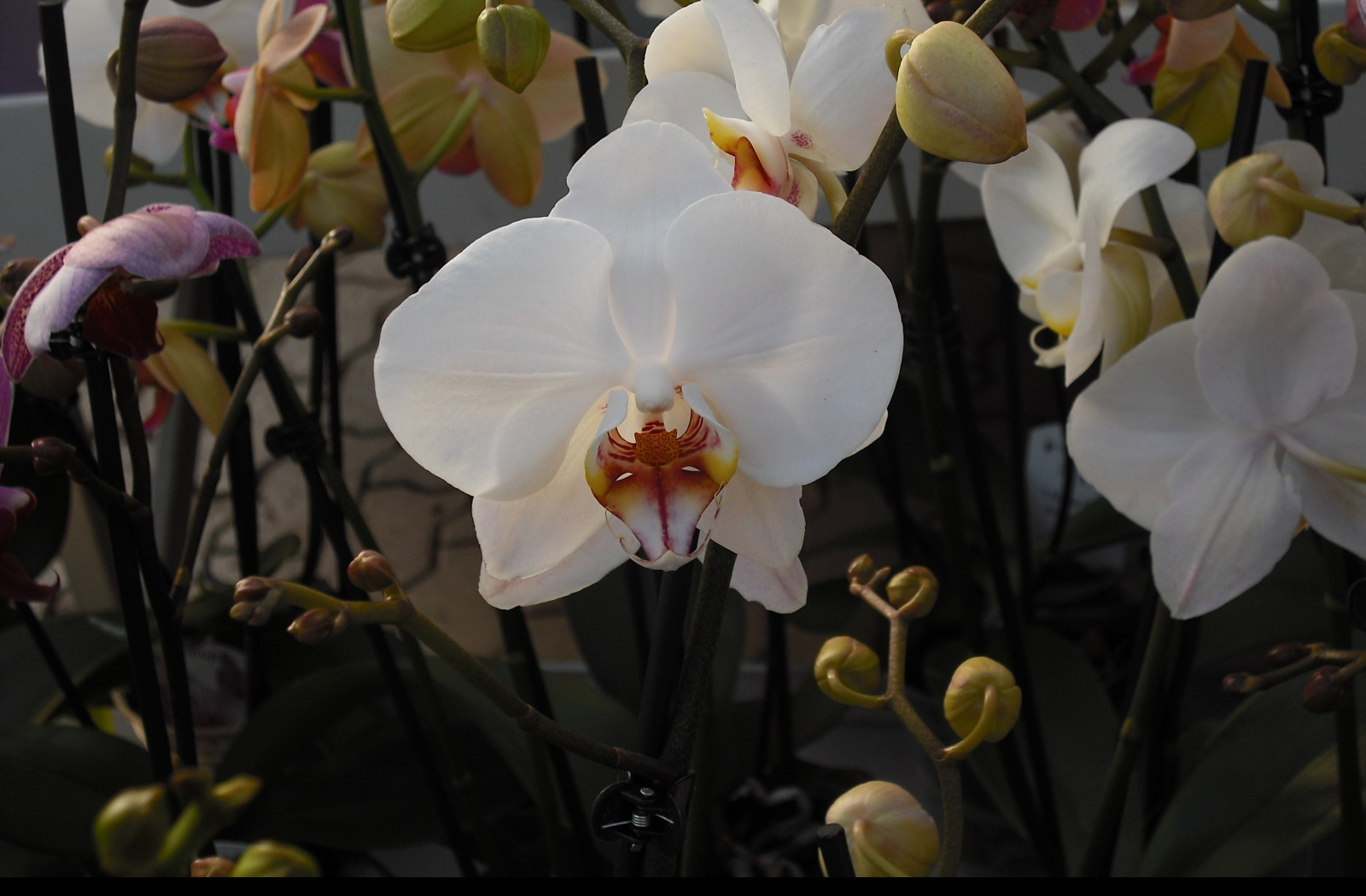 Tapeta orchidea
