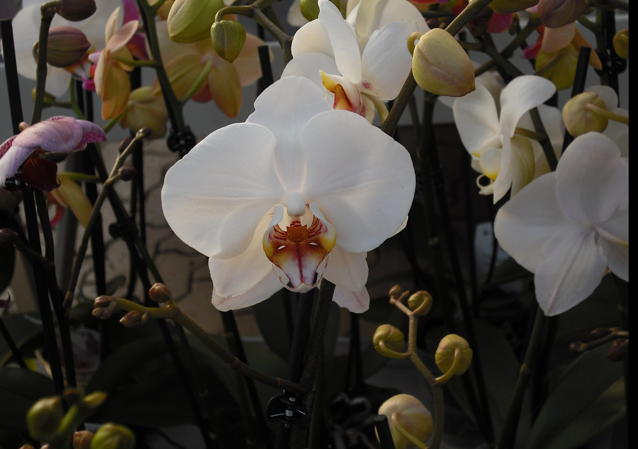 Tapeta orchidea