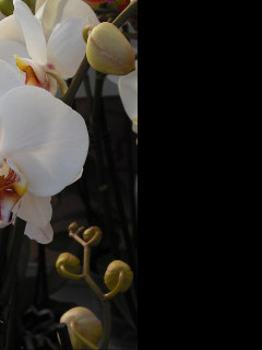 Tapeta orchidea