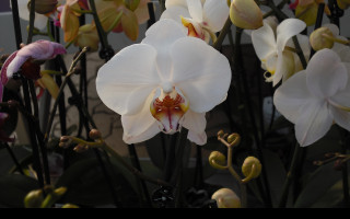 Tapeta orchidea