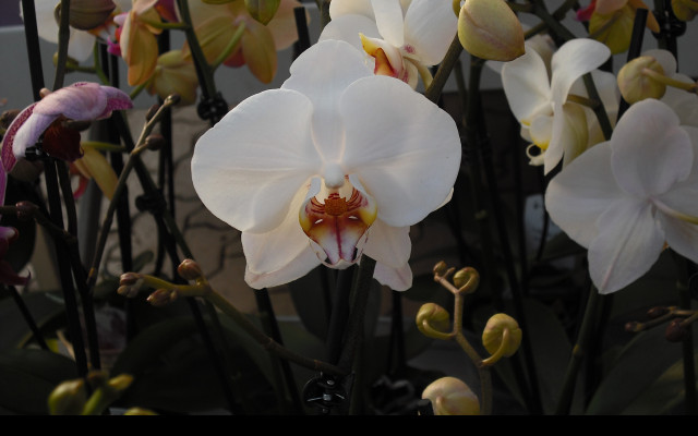 Tapeta orchidea