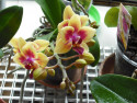 Tapeta orchidea 4