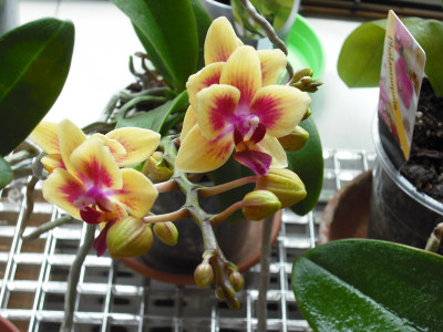 Tapeta: orchidea 4