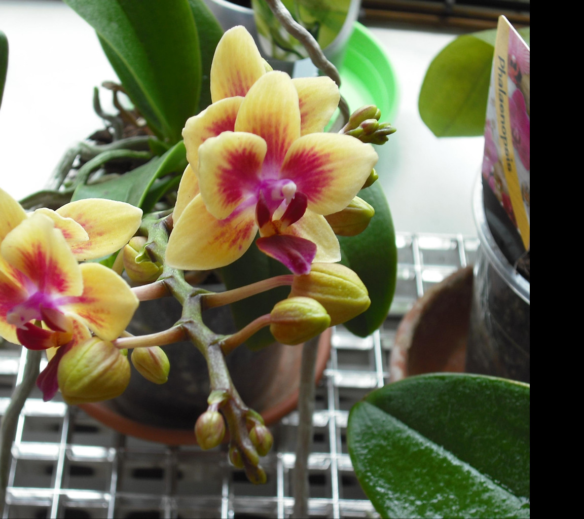 Tapeta orchidea_4