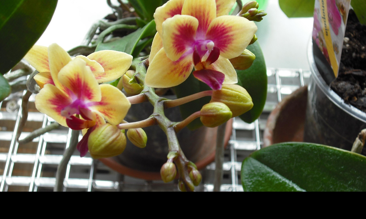 Tapeta orchidea_4