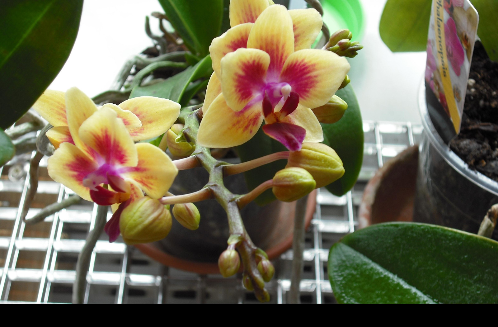 Tapeta orchidea_4