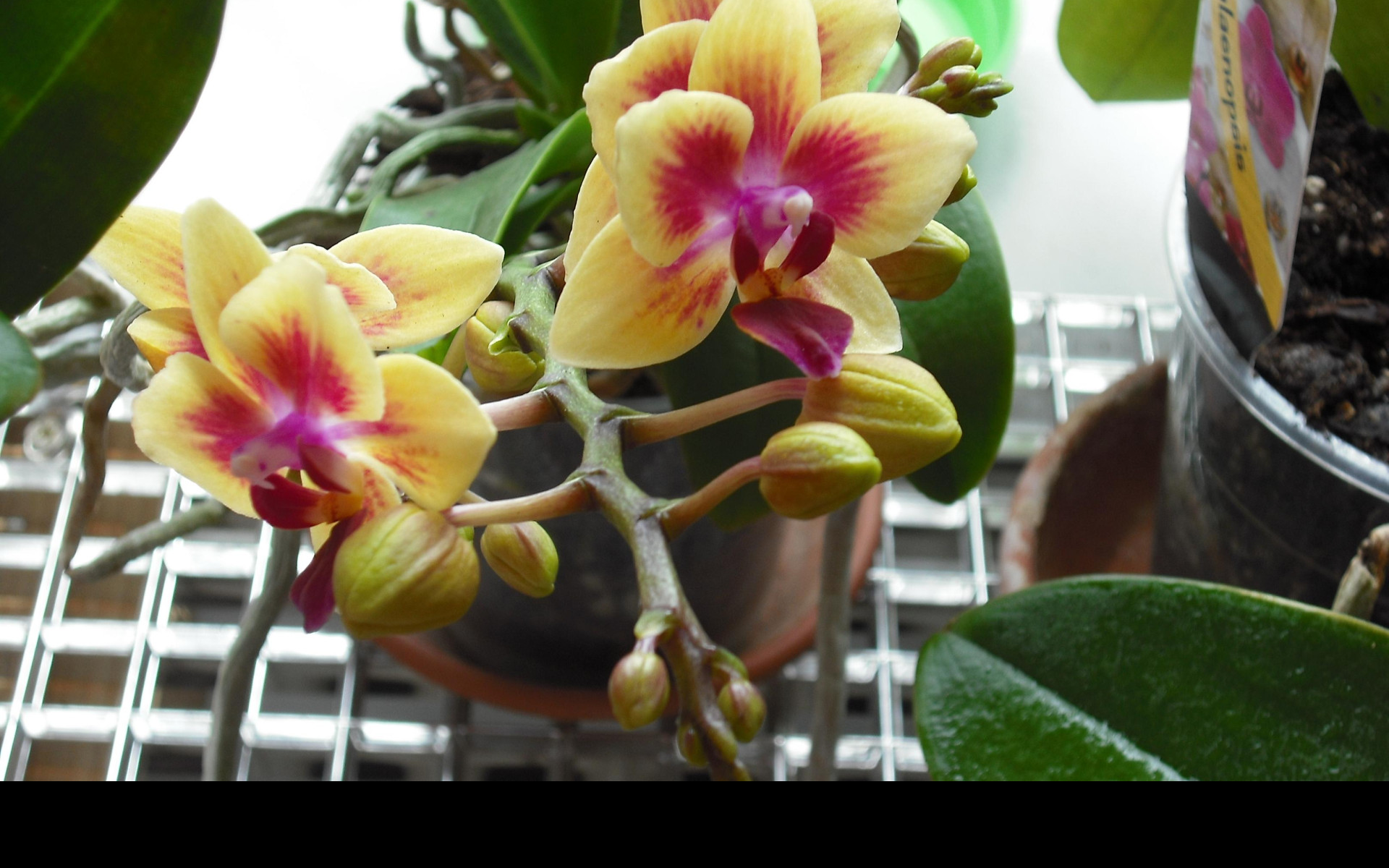 Tapeta orchidea_4