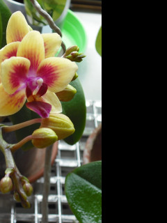 Tapeta orchidea_4