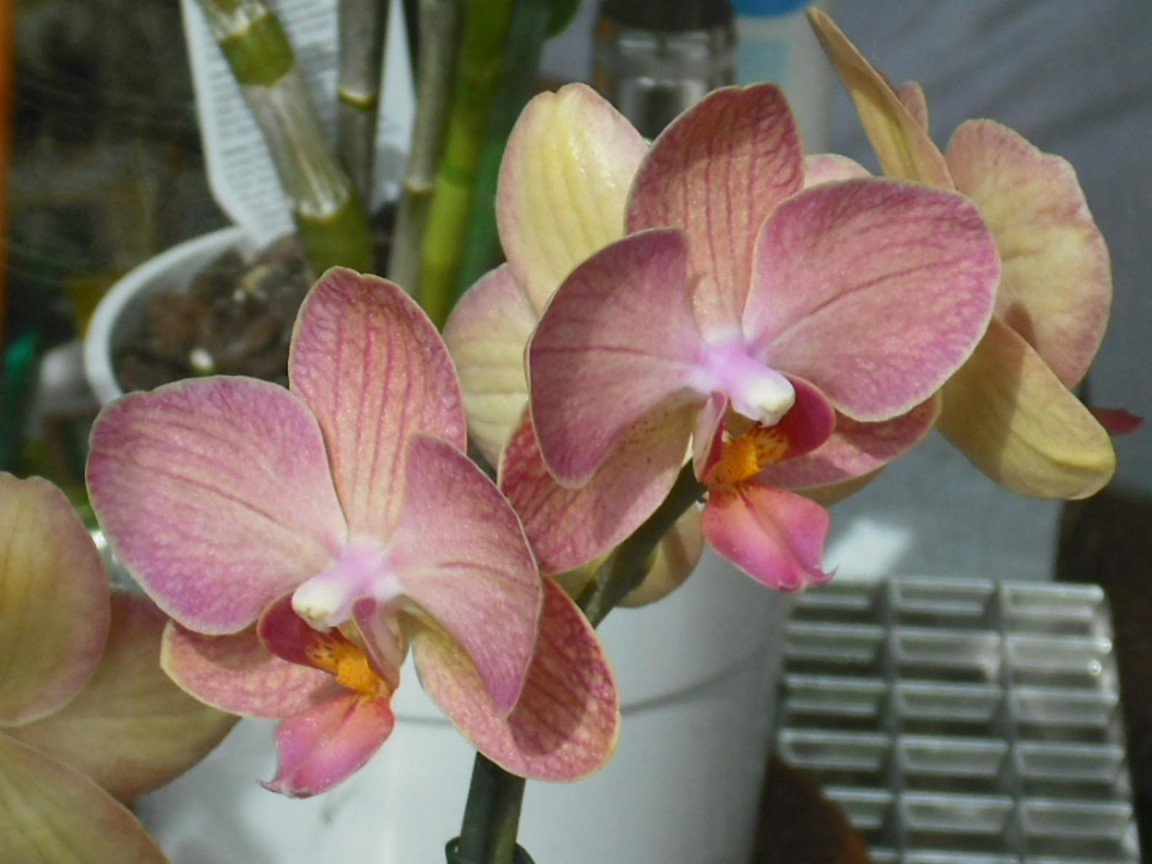 Tapeta orchidea_5