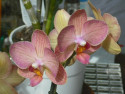 Tapeta Orchidea 5
