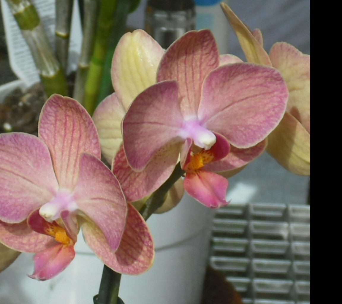Tapeta orchidea_5
