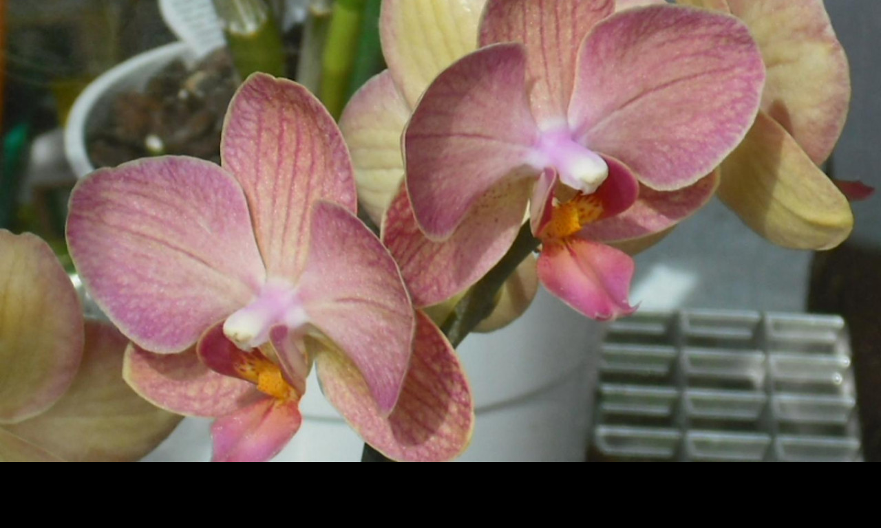 Tapeta orchidea_5