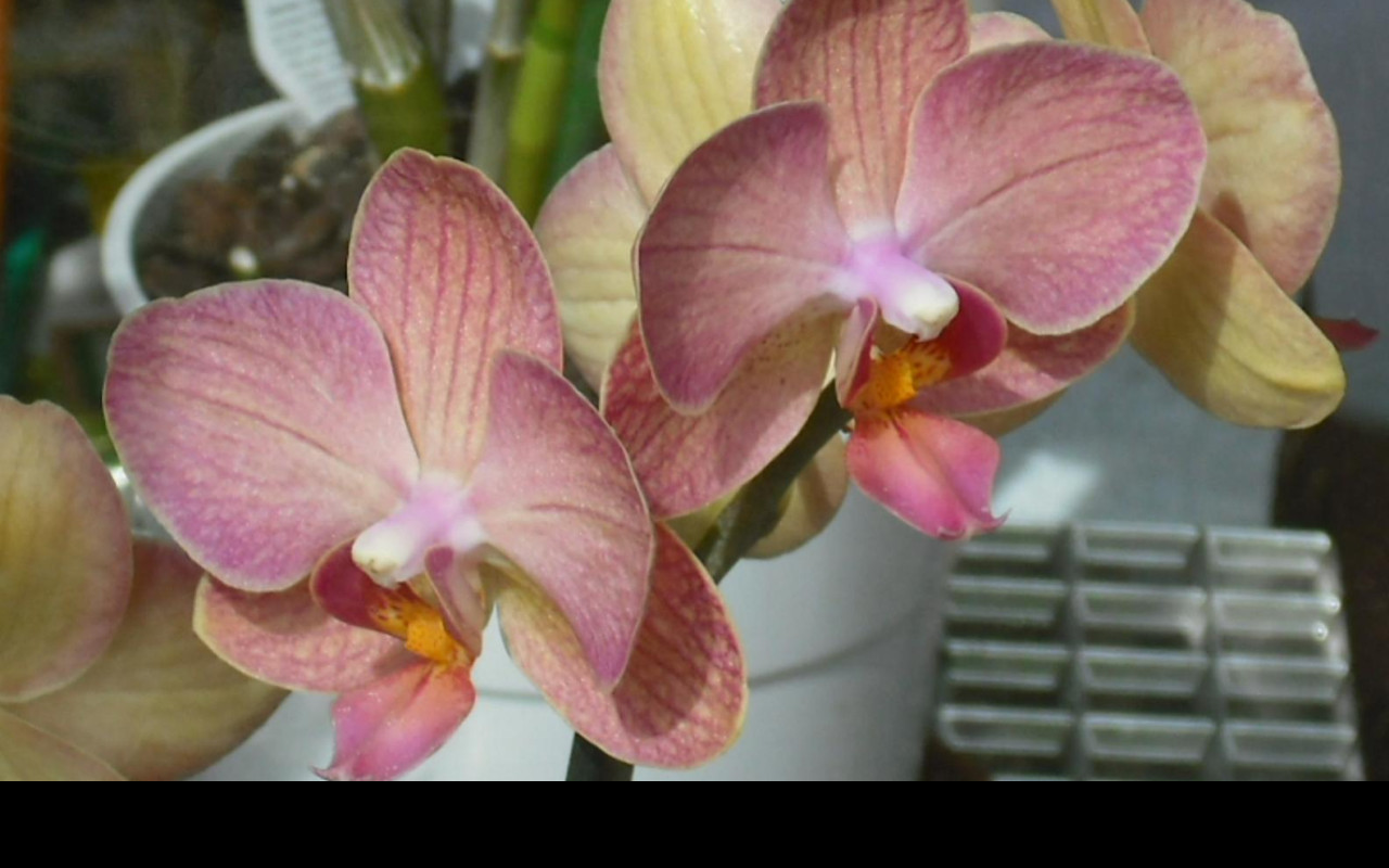Tapeta orchidea_5
