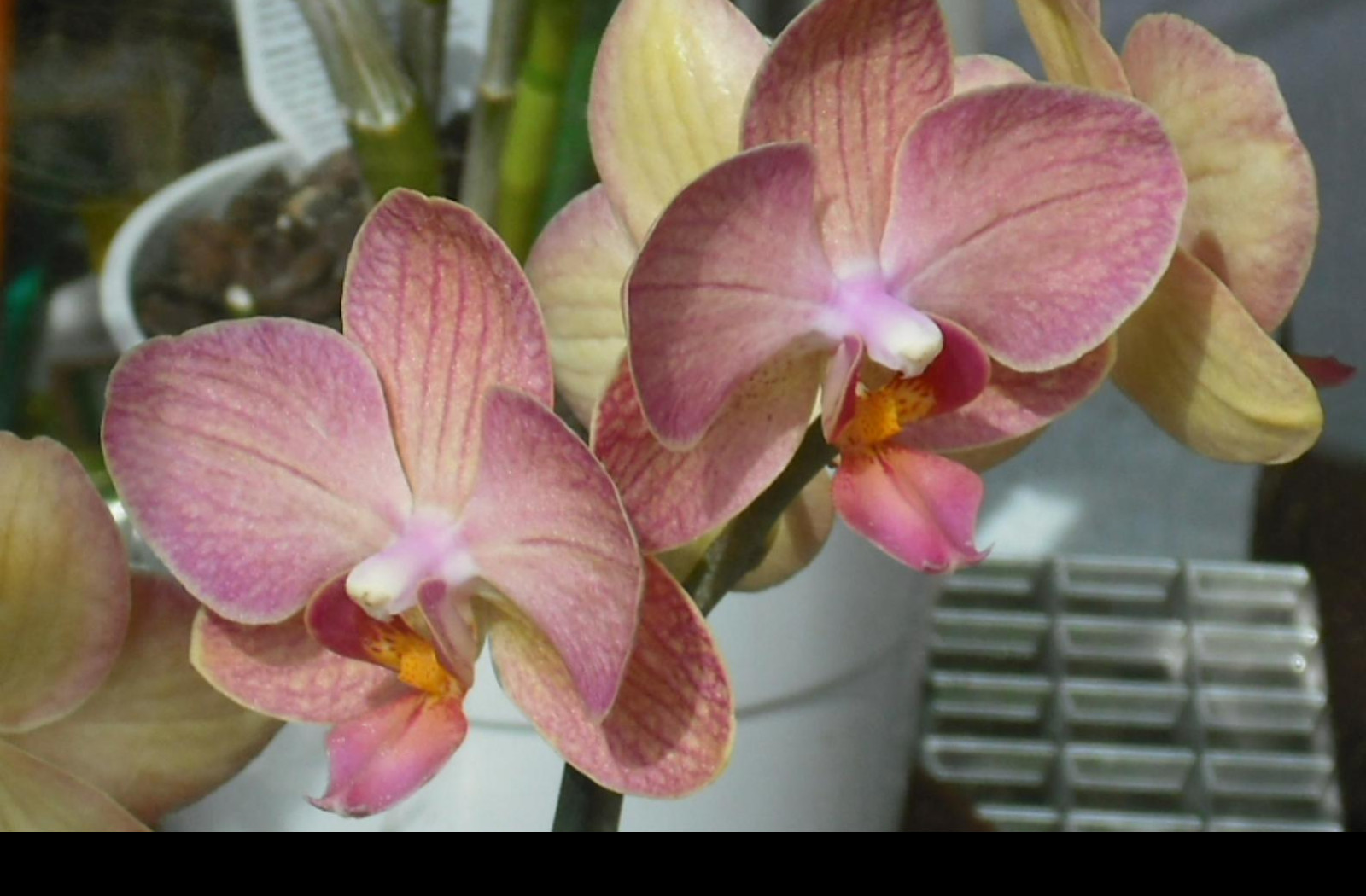 Tapeta orchidea_5