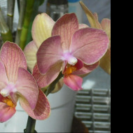 Tapeta orchidea_5