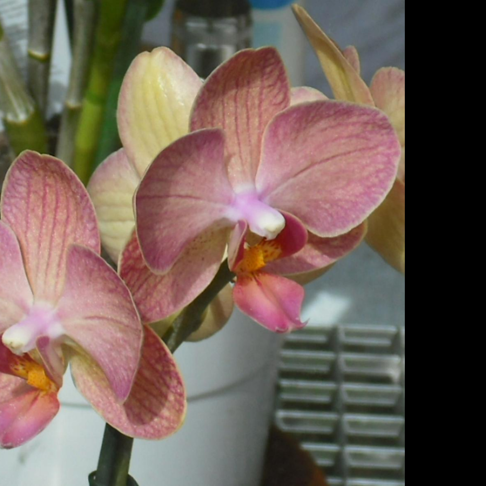 Tapeta orchidea_5