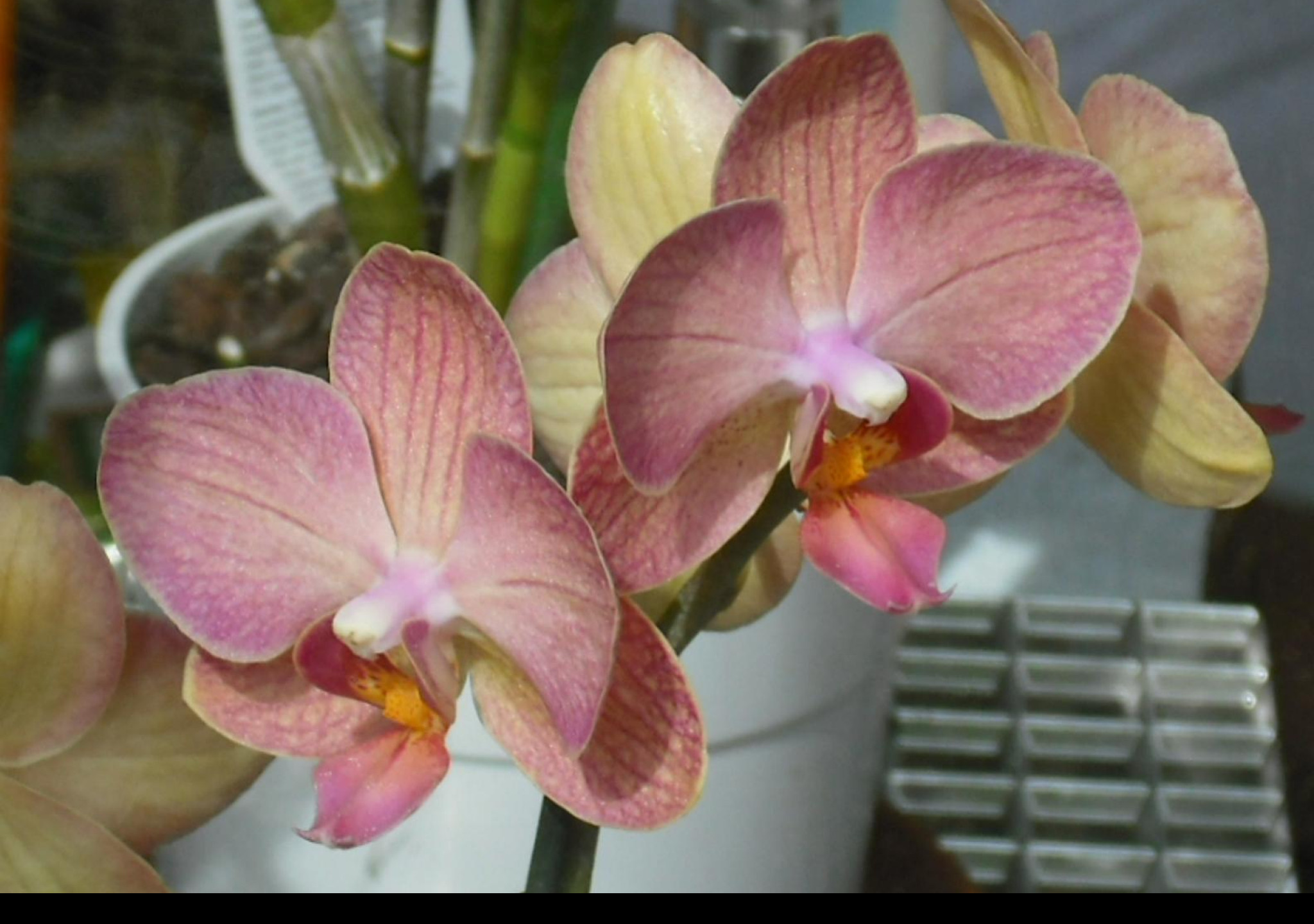 Tapeta orchidea_5