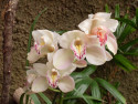 Tapeta orchidej GC