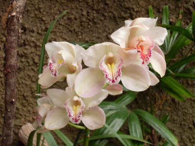 Tapeta: orchidej GC