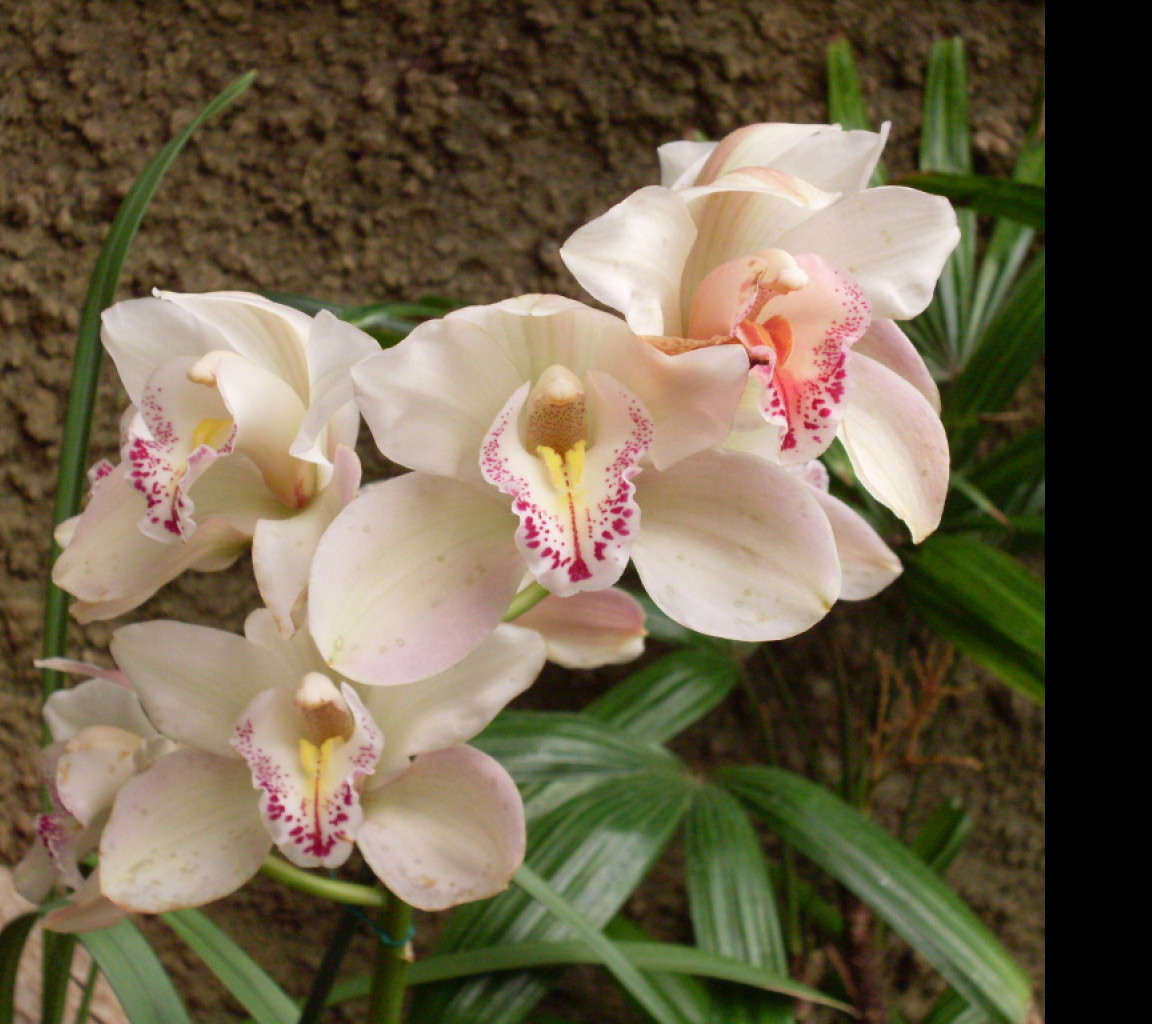 Tapeta orchidej_gc