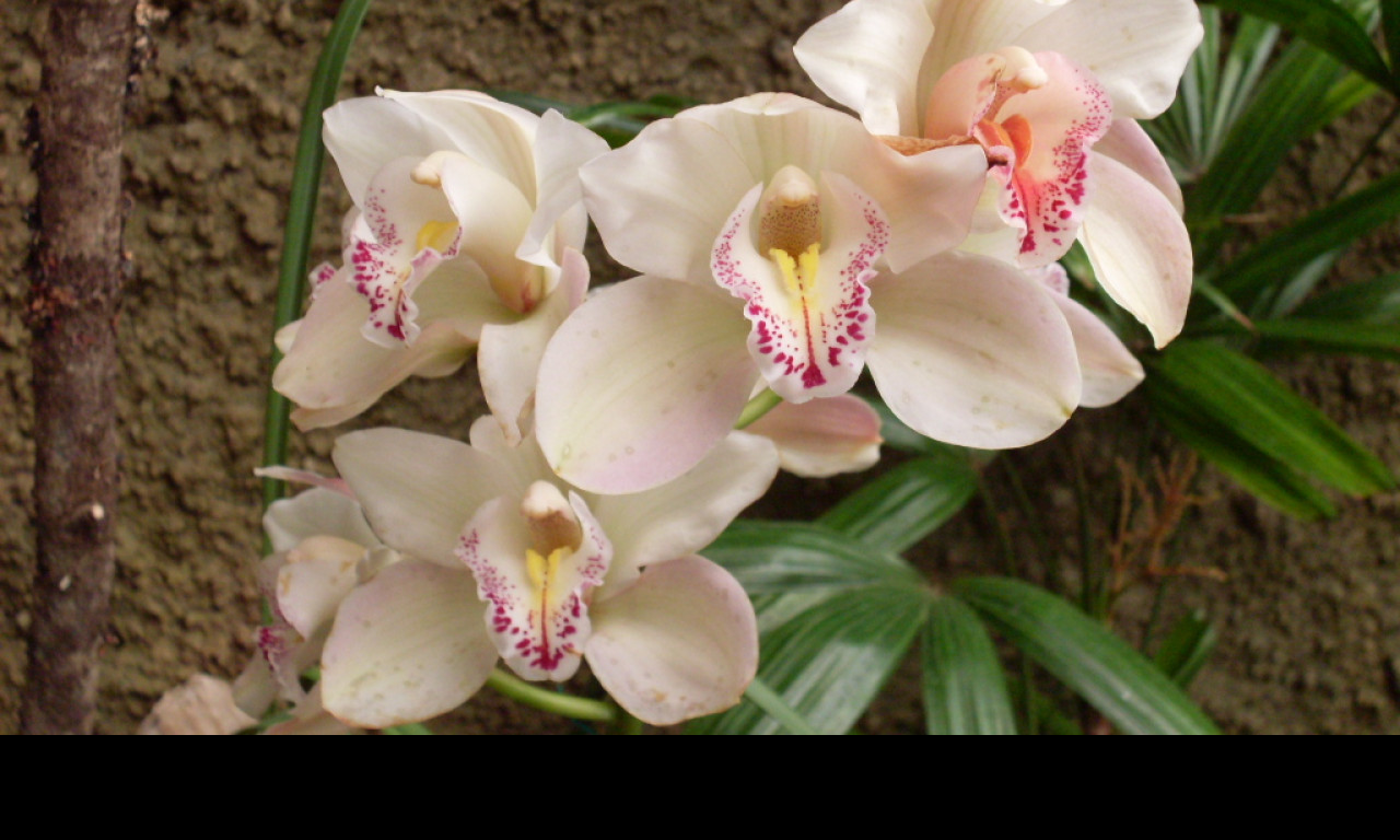 Tapeta orchidej_gc