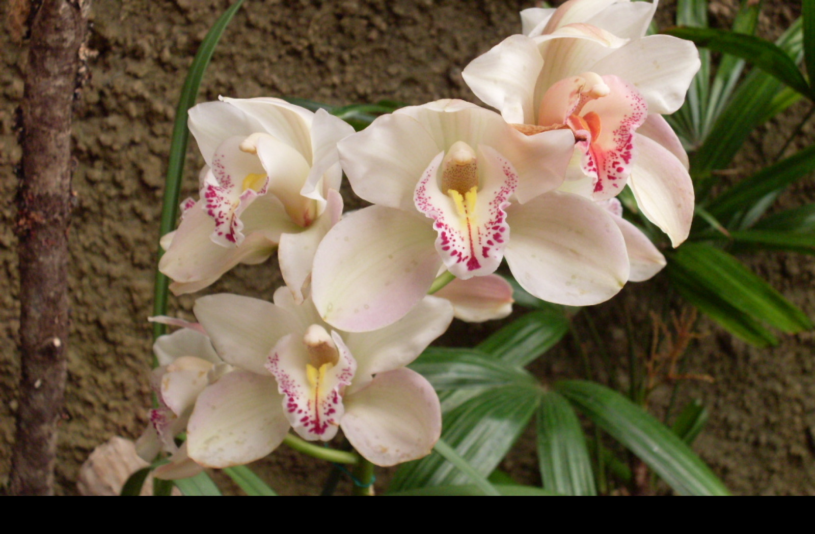 Tapeta orchidej_gc