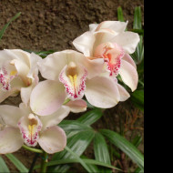 Tapeta orchidej_gc