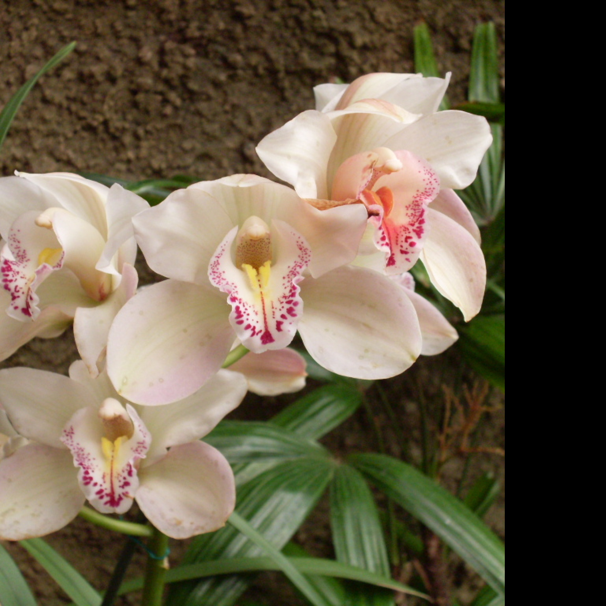 Tapeta orchidej_gc