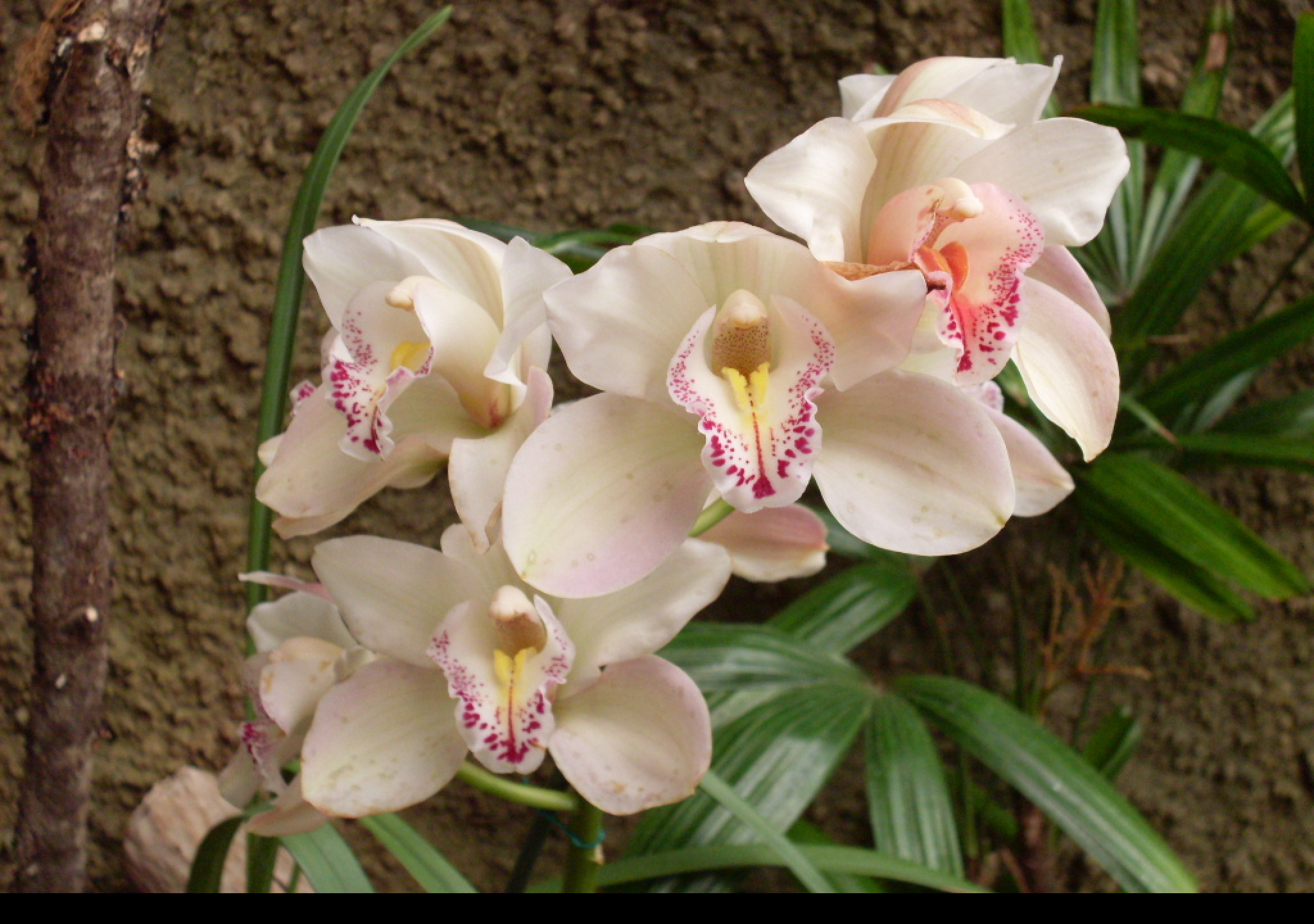 Tapeta orchidej_gc