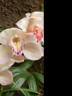 Tapeta orchidej_gc