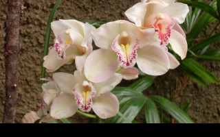 Tapeta orchidej_gc