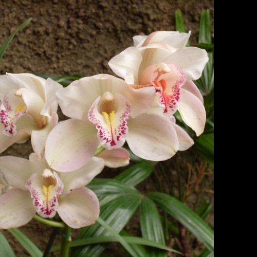 Tapeta orchidej_gc