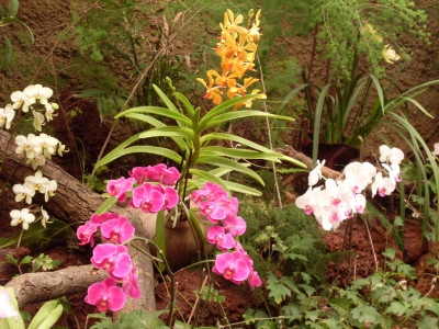 Tapeta: orchidej GC1