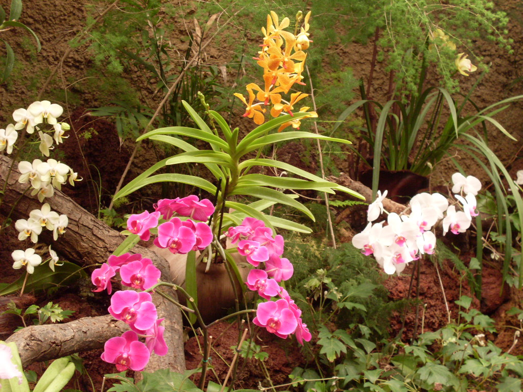 Tapeta orchidej_gc1