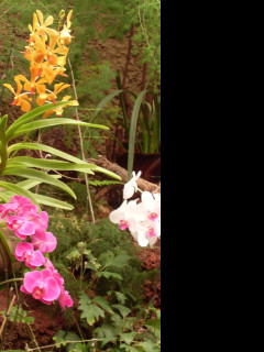 Tapeta orchidej_gc1