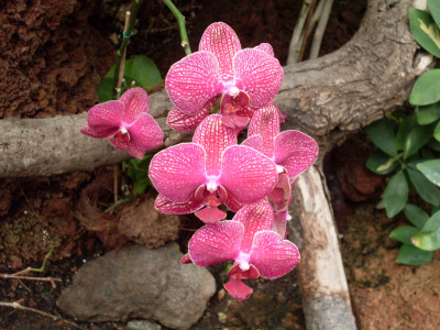 Tapeta: orchidej GC 2
